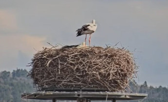 Slika pregleda web-kamere Storks Holešov